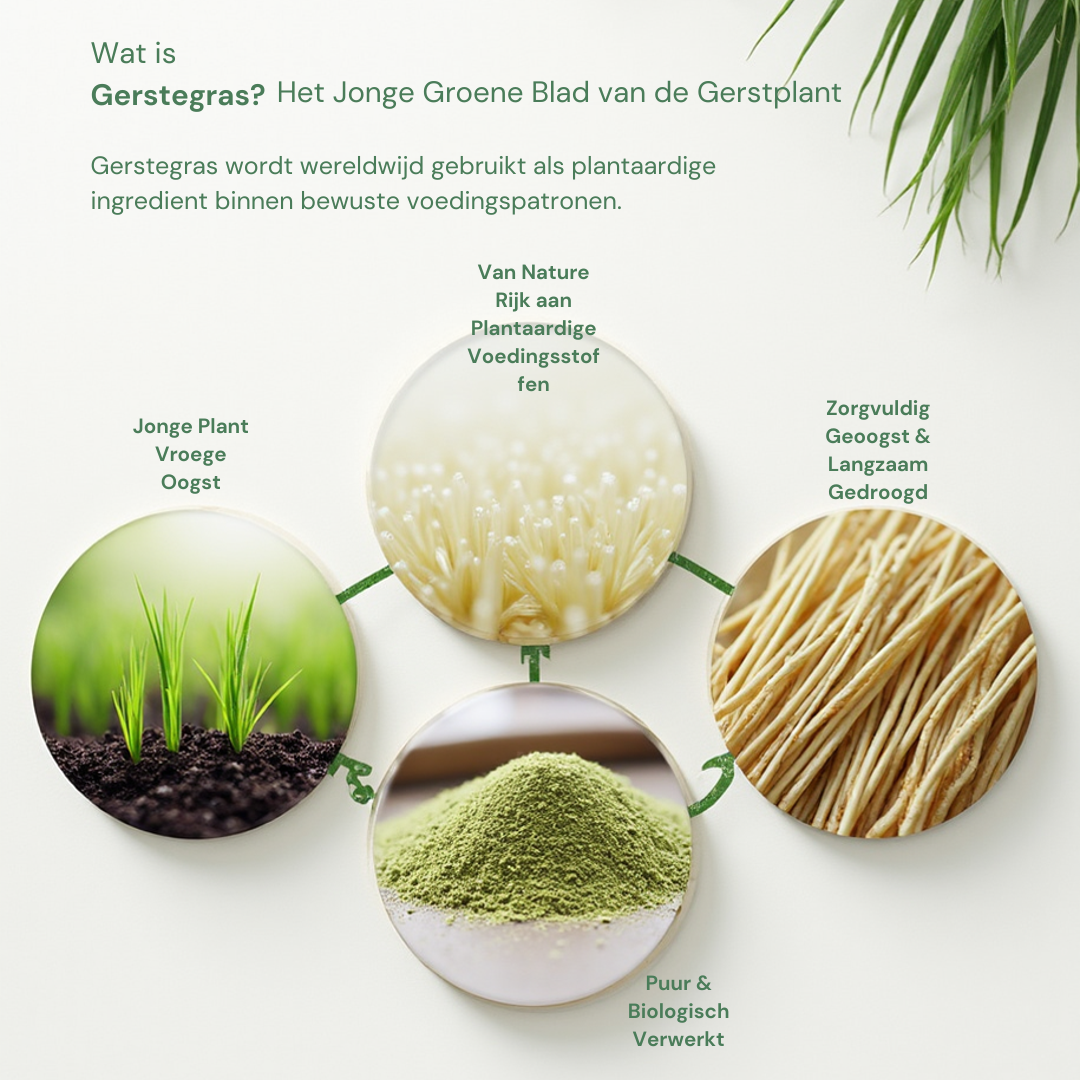 Biologische Gerstegras Capsules – 100% puur gerstegras